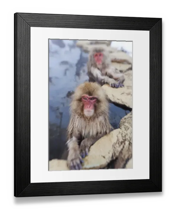 Framed Print : Japanese macaque (Macaca fuscata) / Snow monkey, Joshin-etsu National Park, Honshu, Japan Framed Print : Japanese macaque (Macaca fuscata) / Snow monkey, Joshin-etsu National Park, Honshu, Japan