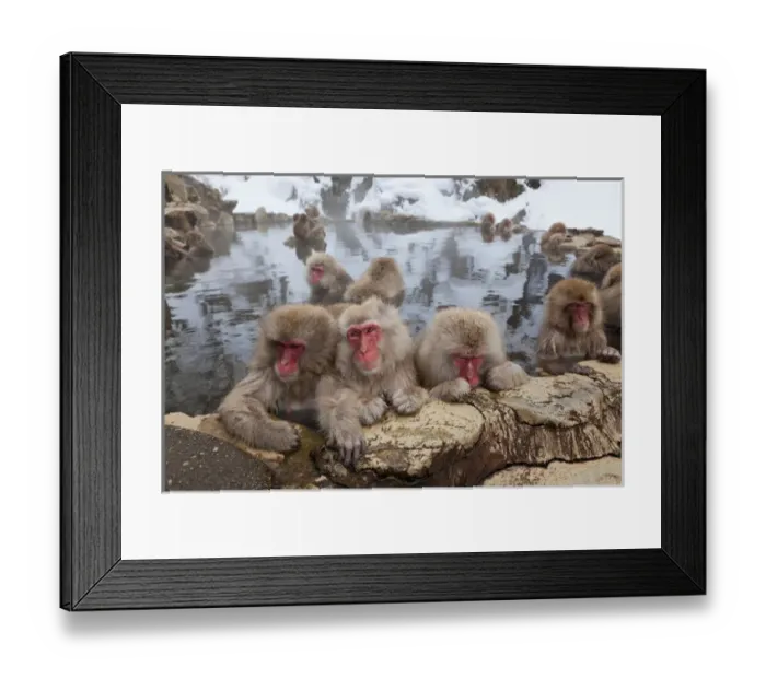 Framed Print : Japanese macaque (Macaca fuscata) / Snow monkey, Joshin-etsu National Park, Honshu, Japan Framed Print : Japanese macaque (Macaca fuscata) / Snow monkey, Joshin-etsu National Park, Honshu, Japan