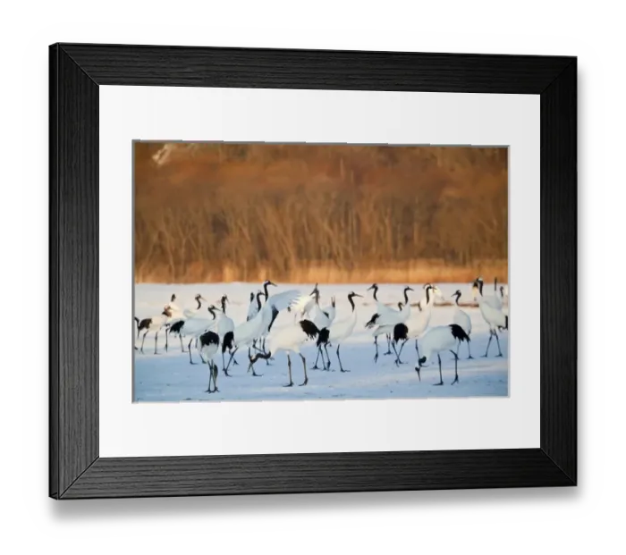 Framed Print : Red Crowned Cranes (Grus japonensis) in snow Hokkaido Japan Framed Print : Red Crowned Cranes (Grus japonensis) in snow Hokkaido Japan