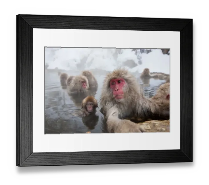 Framed Print : Japanese macaque (Macaca fuscata) / Snow monkey, Joshin-etsu National Park, Honshu, Japan Framed Print : Japanese macaque (Macaca fuscata) / Snow monkey, Joshin-etsu National Park, Honshu, Japan