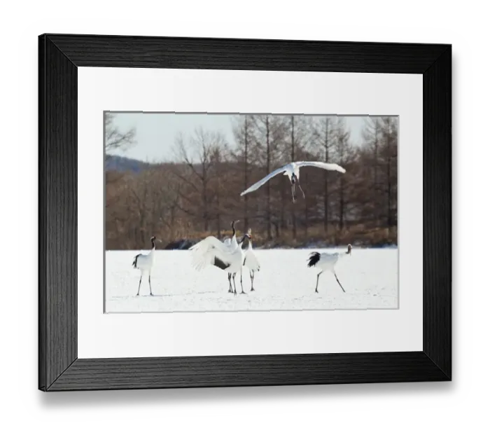 Framed Print : Red crowned cranes in Snow Hokkaido Japan Framed Print : Red crowned cranes in Snow Hokkaido Japan
