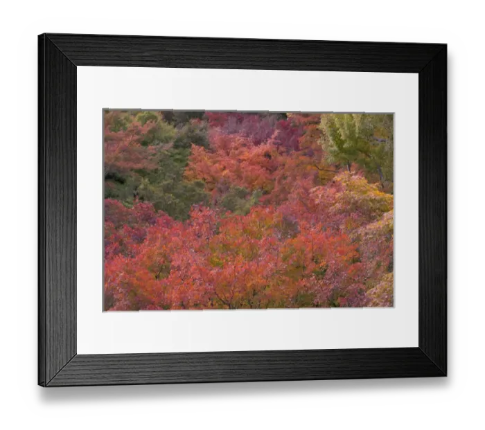 Framed Print : Autumn colours and Temple, Kyoto, Japan Framed Print : Autumn colours and Temple, Kyoto, Japan