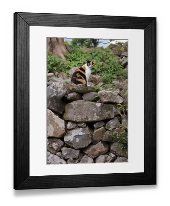 Framed Print : A cat makes itself at home in the grounds of Nakijin Castle, a 14th Century castle in Okinawa Framed Print : A cat makes itself at home in the grounds of Nakijin Castle, a 14th Century castle in Okinawa
