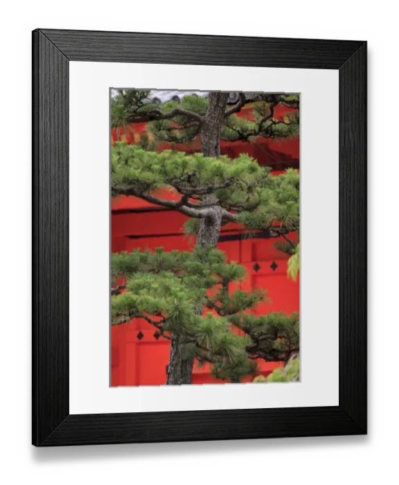 Framed Print : Elaborately sculpted pine trees in the grounds of the Sanjuusangendo Temple in Kyoto