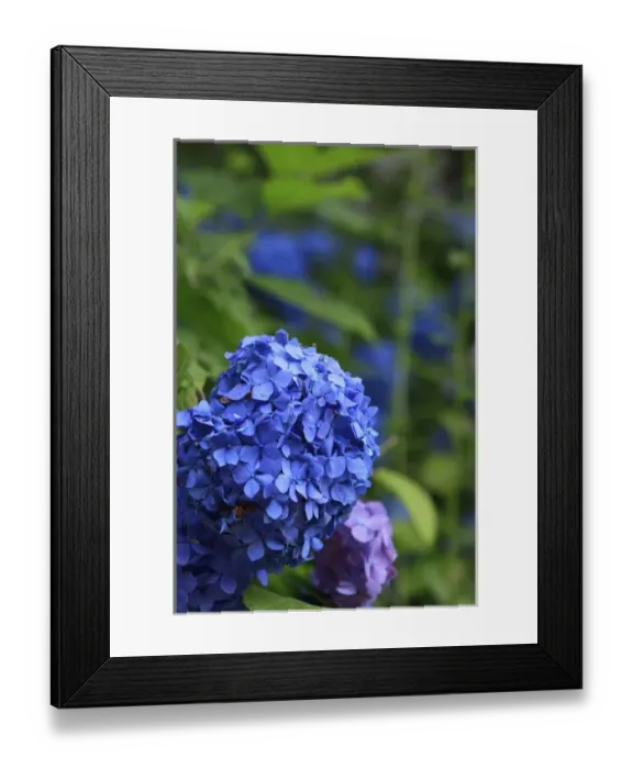 Framed Print : Brightly coloured Hydrangea flowers in the grounds of Kiyomizudera Temple in Kyoto, Japan