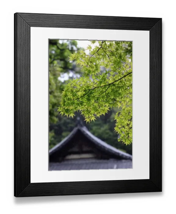 Framed Print : Ornately designed roof and Japanese Maple Leaves in their bright green Spring foliage