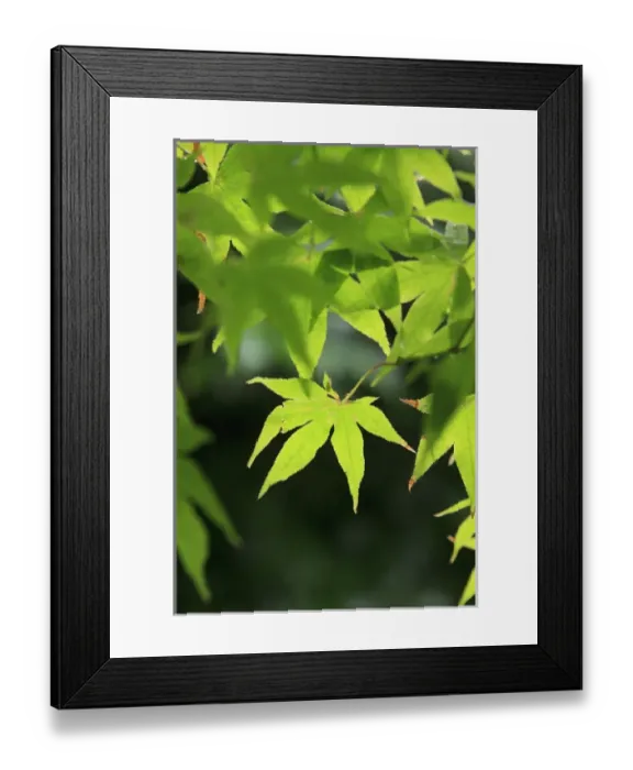 Framed Print : Bright green Japanese Maple trees in their Spring foliage colours at the Ryouan-Ji Temple in Kyoto Framed Print : Bright green Japanese Maple trees in their Spring foliage colours at the Ryouan-Ji Temple in Kyoto