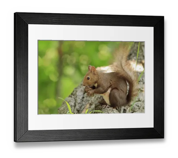 Framed Print : Japanese Hokkaido Squirrel (Sciurus vulgaris Orientis) on Mt Maruyama, near the centre of Sapporo