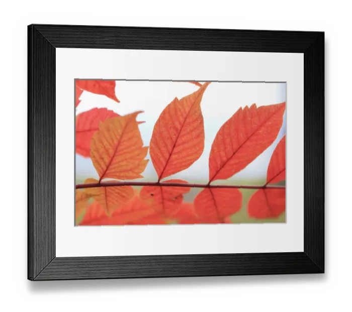 Framed Print : Early October brings the changing of the colour of the leaves to Mt Tenguyama, Otaru