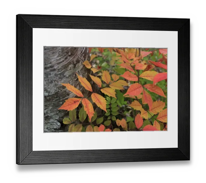 Framed Print : Early October brings the changing of the colour of the leaves to Mt Tenguyama, Otaru Framed Print : Early October brings the changing of the colour of the leaves to Mt Tenguyama, Otaru