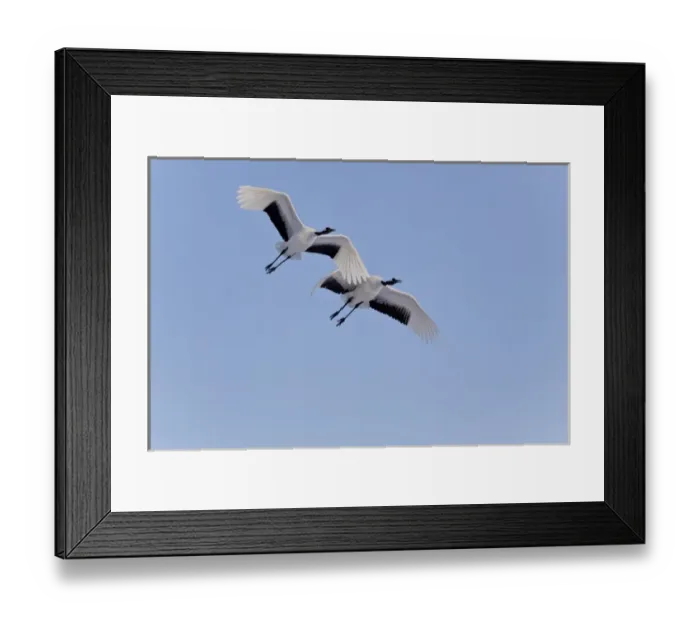 Framed Print : A Black-browed albatross sores around the largest colony of black-browed albatross in the world Framed Print : A Black-browed albatross sores around the largest colony of black-browed albatross in the world