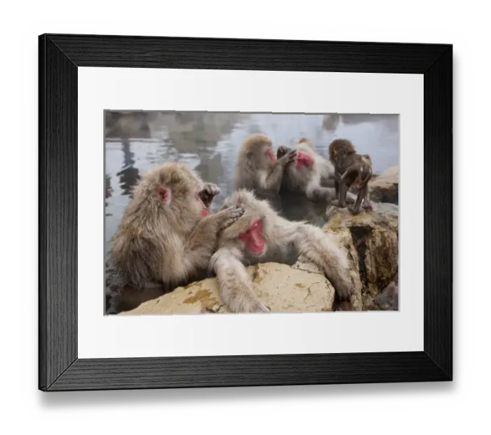 Framed Print : Japanese macaque (Macaca fuscata) / Snow monkey, Joshin-etsu National Park, Honshu, Japan Framed Print : Japanese macaque (Macaca fuscata) / Snow monkey, Joshin-etsu National Park, Honshu, Japan