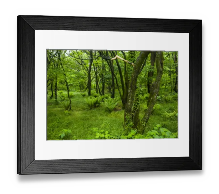 Framed Print : Lush geen forest in the Hallasan national forest on the Unesco world heritage sight Framed Print : Lush geen forest in the Hallasan national forest on the Unesco world heritage sight