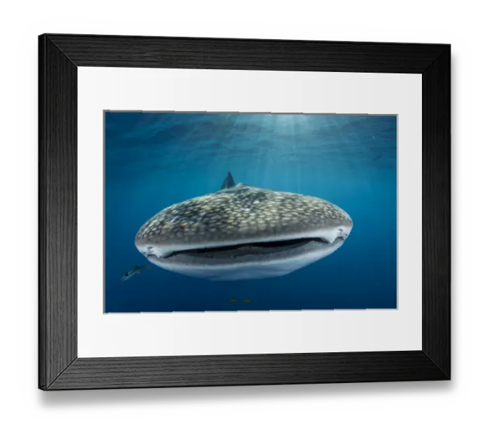 Framed Print : Whale Shark (Rhincodon typus) Cenderawasih Bay West Papua Indonesia