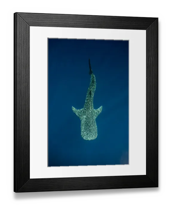 Framed Print : Whale Shark (Rhincodon typus) Cenderawasih Bay West Papua Indonesia