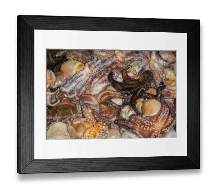 Framed Print : Squid for sale in the modern fish market in Busan, South Korea Framed Print : Squid for sale in the modern fish market in Busan, South Korea