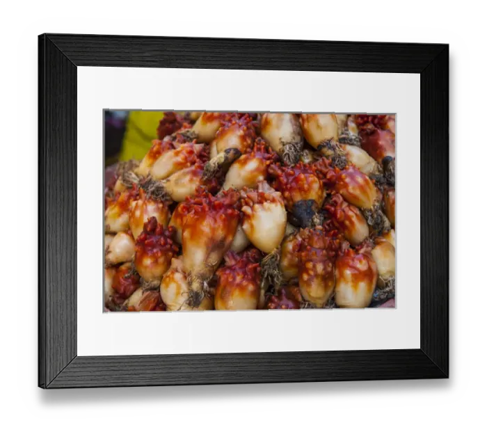 Framed Print : Squid for sale at the fish markeet in Busan, South Korea Framed Print : Squid for sale at the fish markeet in Busan, South Korea