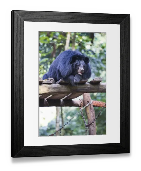 Framed Print : Moon bears are a rare sight in the country, with the exception of this exhibit in Framed Print : Moon bears are a rare sight in the country, with the exception of this exhibit in
