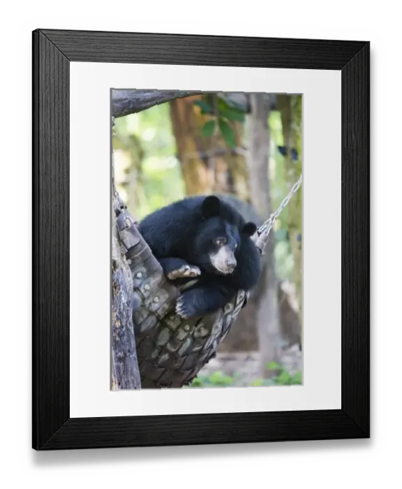 Framed Print : Moon bears are a rare sight in the country, with the exception of this exhibit in