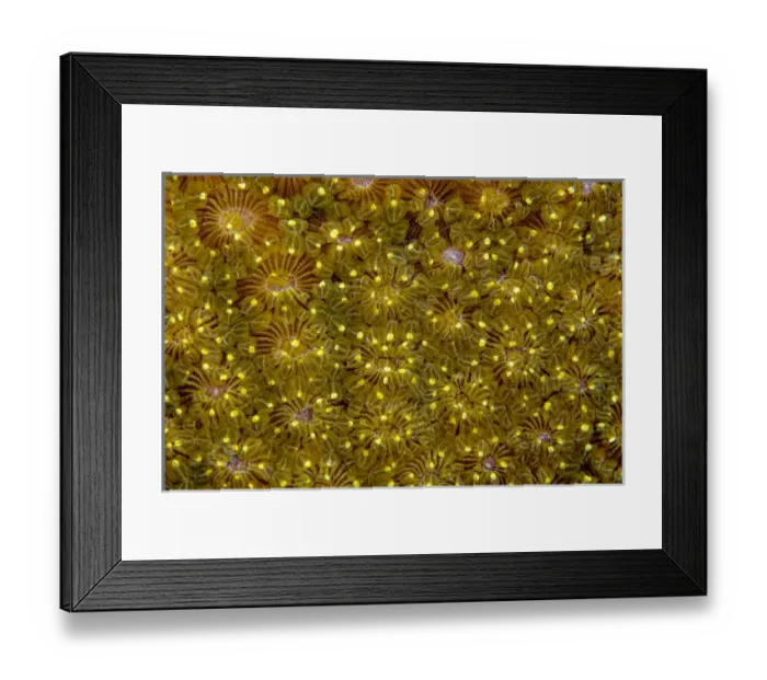 Framed Print : Indonesia, West Papua, Raja Ampat. Close-up of hard coral Framed Print : Indonesia, West Papua, Raja Ampat. Close-up of hard coral