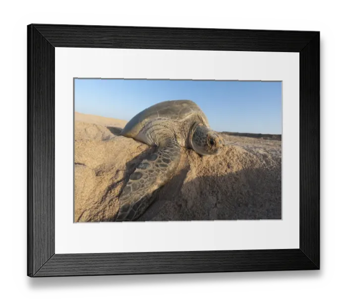 Framed Print : Green turtle, Ras Al Jinz, Oman Framed Print : Green turtle, Ras Al Jinz, Oman