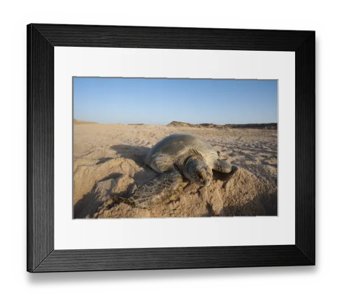 Framed Print : Green turtle, Ras Al Jinz, Oman