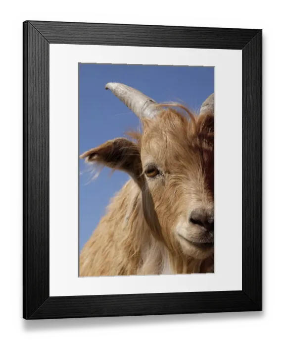 Framed Print : Asia, Western Mongolia. Inner Mongolian Cashmere goat adapts well to desert and semidesert