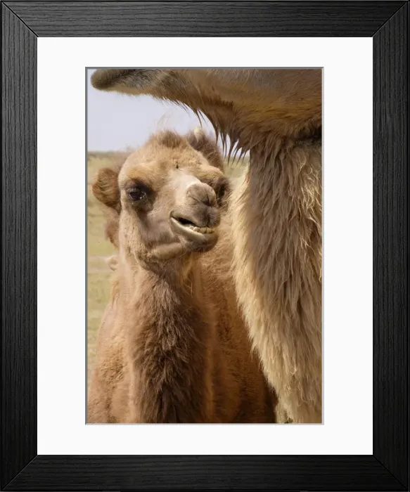 Framed Print : Asia, Mongolia, Western Mongolia, Lake Tolbo, Bactrian camels (Camelus bactrianus)