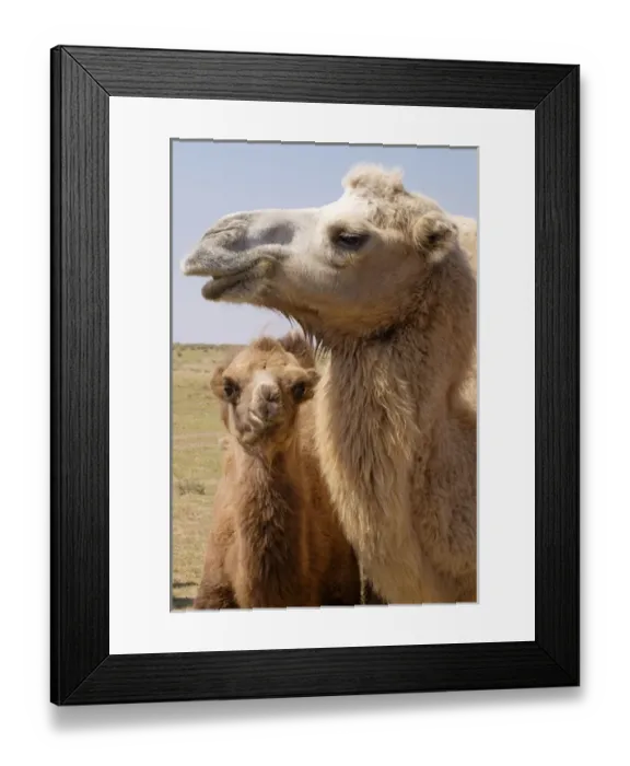 Framed Print : Asia, Mongolia, Western Mongolia, Lake Tolbo, Bactrian camels (Camelus bactrianus) Framed Print : Asia, Mongolia, Western Mongolia, Lake Tolbo, Bactrian camels (Camelus bactrianus)