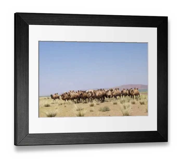 Framed Print : Asia, Mongolia, Western Mongolia, Lake Tolbo, Bactrian camels (Camelus bactrianus)