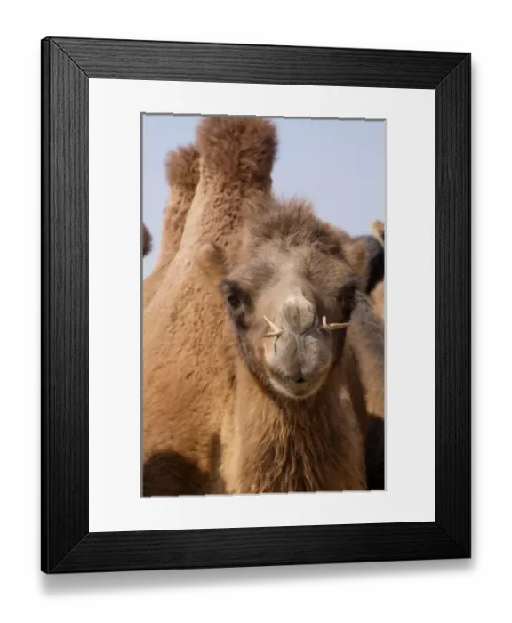 Framed Print : Asia, Mongolia, Western Mongolia, Lake Tolbo, Bactrian camels (Camelus bactrianus) Framed Print : Asia, Mongolia, Western Mongolia, Lake Tolbo, Bactrian camels (Camelus bactrianus)