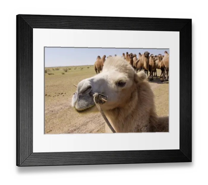 Framed Print : Asia, Mongolia, Western Mongolia, Lake Tolbo, Bactrian camels (Camelus bactrianus)