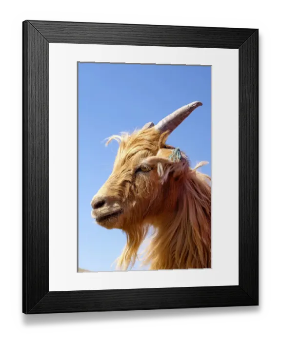 Framed Print : Asia, Western Mongolia. Inner Mongolian Cashmere goat adapts well to desert and semidesert Framed Print : Asia, Western Mongolia. Inner Mongolian Cashmere goat adapts well to desert and semidesert