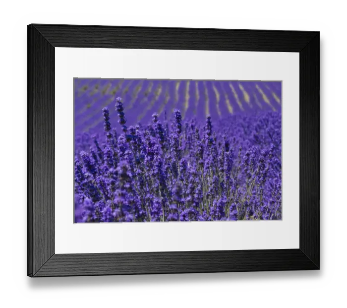 Framed Print : Lavender farm, Furano, Hokkaido Prefecture, Japan