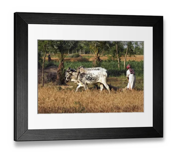 Framed Print : Portrait of a local man in agriculture in Faisalabad