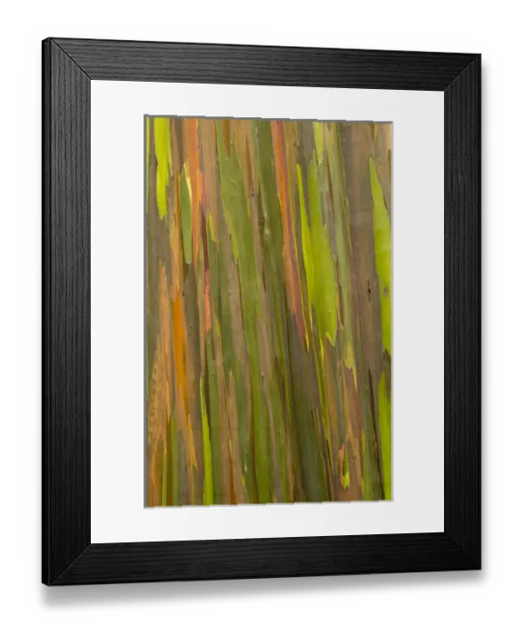 Framed Print : Phillippines. Multi-colored bark of the Eucalyptus deglupta tree. AKA rainbow eucalyptus Framed Print : Phillippines. Multi-colored bark of the Eucalyptus deglupta tree. AKA rainbow eucalyptus