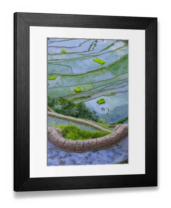 Framed Print : Unesco world heritage sight the rice terraces of Banaue, Northern Luzon, Philippines Framed Print : Unesco world heritage sight the rice terraces of Banaue, Northern Luzon, Philippines