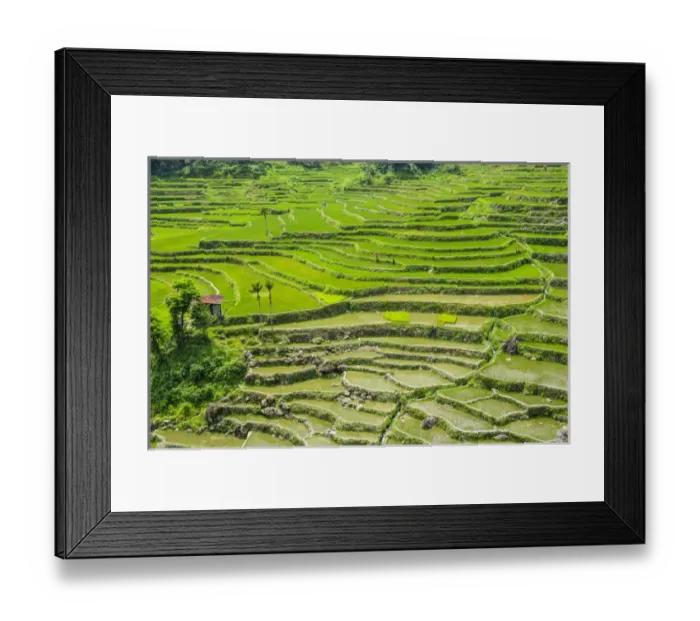 Framed Print : Hapao rice terraces part of the world heritage sight Banaue, Luzon, Philippines Framed Print : Hapao rice terraces part of the world heritage sight Banaue, Luzon, Philippines