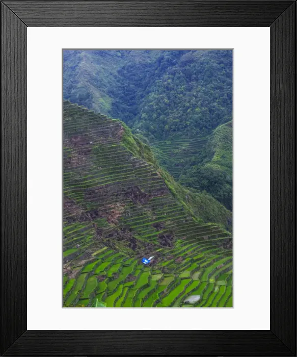 Framed Print : Batad rice terraces part of the world heritage sight Banaue, Luzon, Philippines Framed Print : Batad rice terraces part of the world heritage sight Banaue, Luzon, Philippines