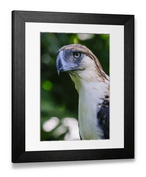 Framed Print : Philippine Eagle (Pithecophaga jefferyi), also known as the Monkey-eating Eagle, Davao