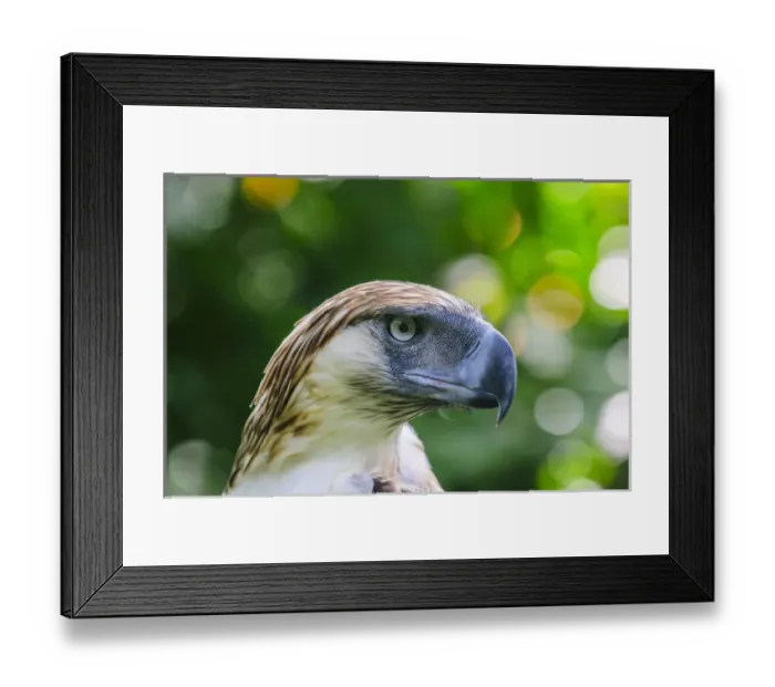Framed Print : Philippine Eagle (Pithecophaga jefferyi), also known as the Monkey-eating Eagle, Davao Framed Print : Philippine Eagle (Pithecophaga jefferyi), also known as the Monkey-eating Eagle, Davao