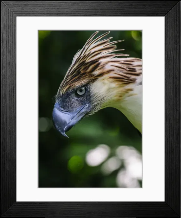 Framed Print : Philippine Eagle (Pithecophaga jefferyi), also known as the Monkey-eating Eagle, Davao Framed Print : Philippine Eagle (Pithecophaga jefferyi), also known as the Monkey-eating Eagle, Davao