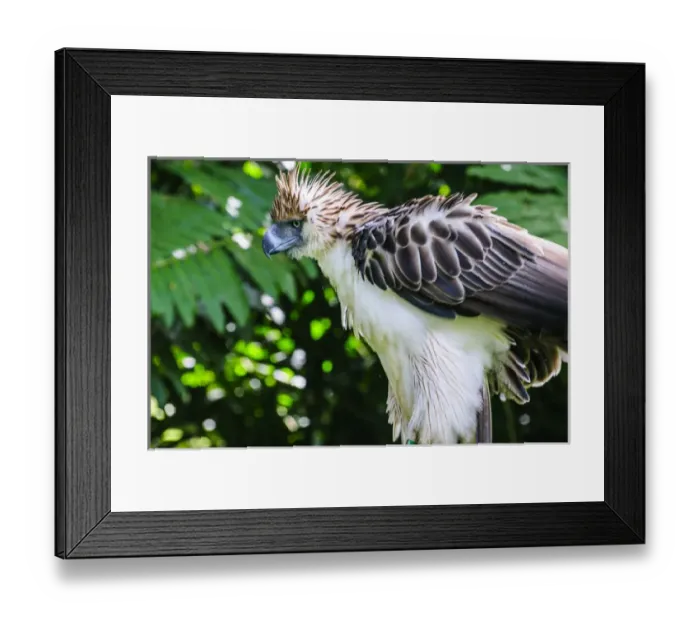 Framed Print : Philippine Eagle (Pithecophaga jefferyi), also known as the Monkey-eating Eagle, Davao