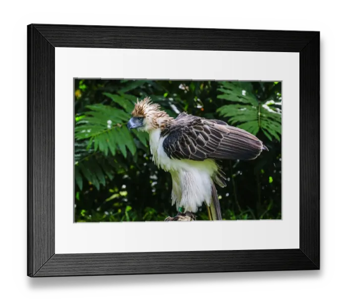 Framed Print : Philippine Eagle (Pithecophaga jefferyi), also known as the Monkey-eating Eagle, Davao Framed Print : Philippine Eagle (Pithecophaga jefferyi), also known as the Monkey-eating Eagle, Davao