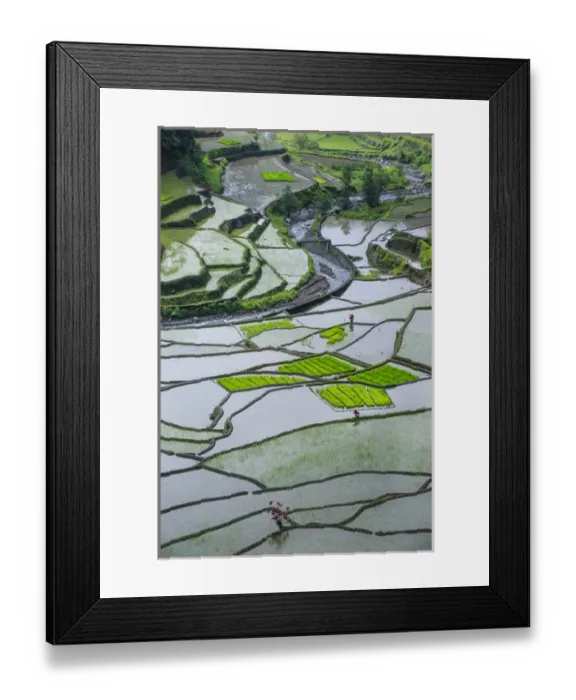Framed Print : Unesco world heritage sight the rice terraces of Banaue, Northern Luzon, Philippines Framed Print : Unesco world heritage sight the rice terraces of Banaue, Northern Luzon, Philippines