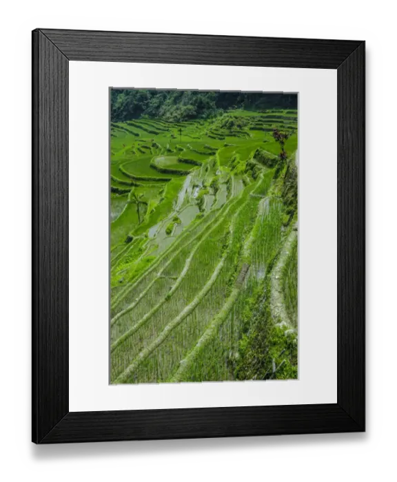 Framed Print : Hapao rice terraces part of the world heritage sight Banaue, Luzon, Philippines Framed Print : Hapao rice terraces part of the world heritage sight Banaue, Luzon, Philippines