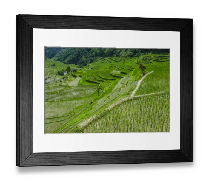 Framed Print : Hapao rice terraces part of the world heritage sight Banaue, Luzon, Philippines