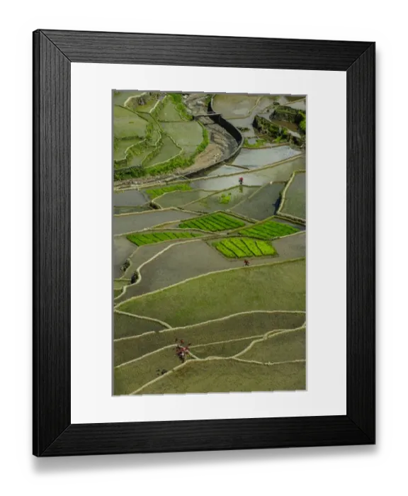 Framed Print : Unesco world heritage sight the rice terraces of Banaue, Northern Luzon, Philippines Framed Print : Unesco world heritage sight the rice terraces of Banaue, Northern Luzon, Philippines