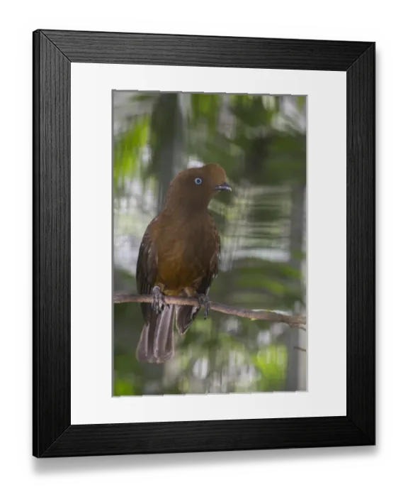 Framed Print : Andean Cock-of-the-rock (Rupicola peruvianus peruvianus), female Framed Print : Andean Cock-of-the-rock (Rupicola peruvianus peruvianus), female