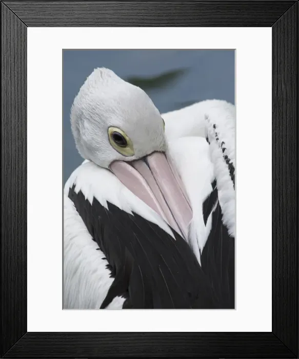 Framed Print : Singapore, Jurong Bird Park. Australian pelican (Pelecanus conspicillatus) Framed Print : Singapore, Jurong Bird Park. Australian pelican (Pelecanus conspicillatus)